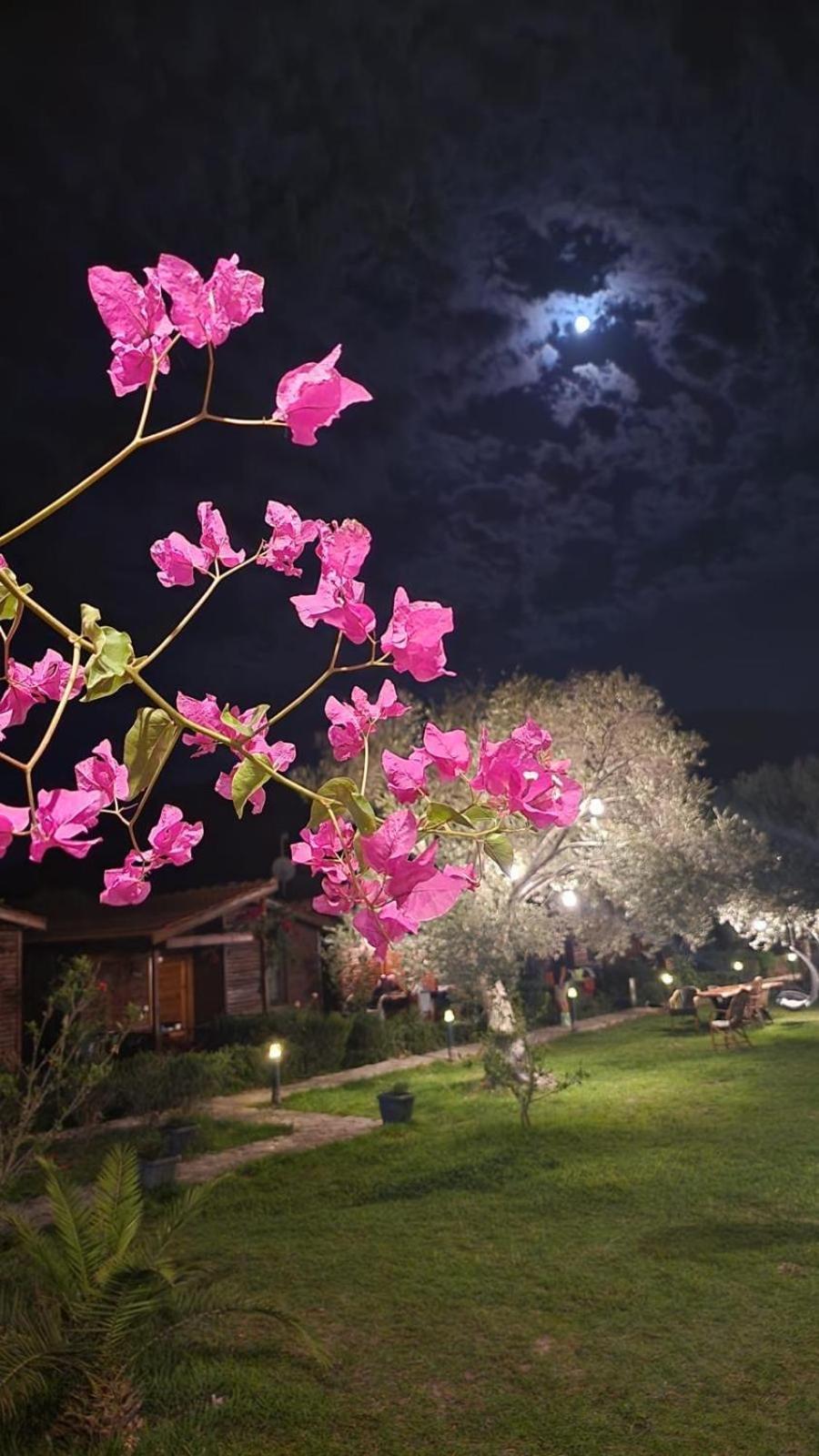 Апарт отель Suzi'Nin Bahcesi Bungalov Evler Датча Экстерьер фото